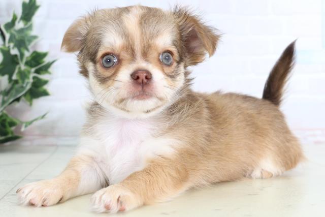 広島県のチワワ(ロング) (Coo&RIKU広島北店/2026年1月10日生まれ/男の子/フォーンホワイト)の子犬の3枚目の画像