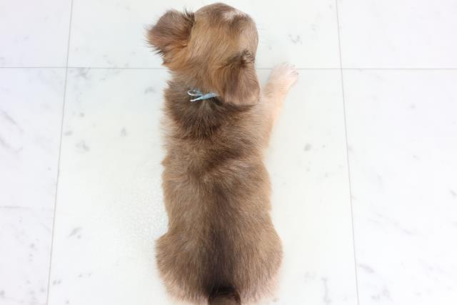 広島県のチワワ(ロング) (Coo&RIKU広島北店/2026年1月10日生まれ/男の子/フォーンホワイト)の子犬の4枚目の画像