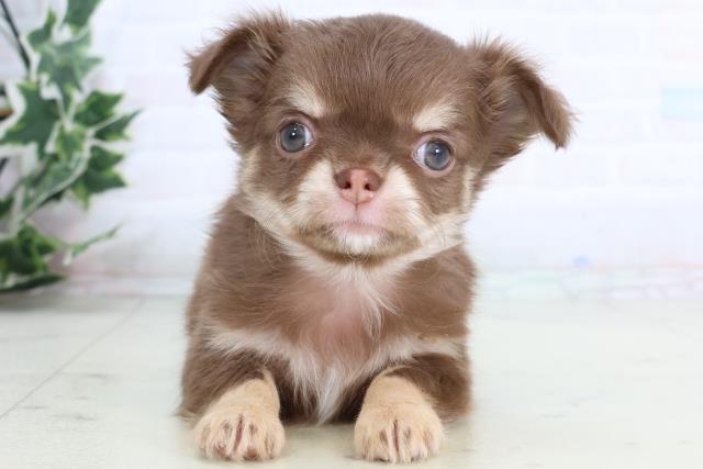 徳島県のチワワ(ロング) (Coo&RIKU徳島店/2026年1月10日生まれ/男の子/チョコレートタンホワイト)の子犬の1枚目の画像