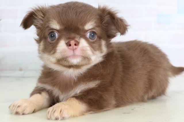 徳島県のチワワ(ロング) (Coo&RIKU徳島店/2026年1月10日生まれ/男の子/チョコレートタンホワイト)の子犬の3枚目の画像