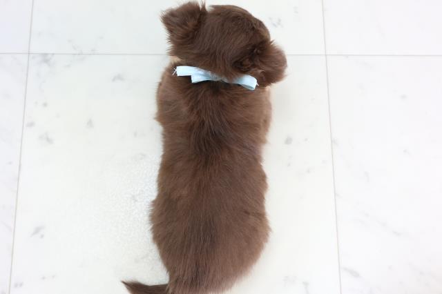 徳島県のチワワ(ロング) (Coo&RIKU徳島店/2026年1月10日生まれ/男の子/チョコレートタンホワイト)の子犬の4枚目の画像