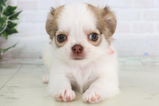 広島県のチワワ(ロング) (Coo&RIKU広島北店/2026年1月10日生まれ/女の子/ホワイトフォーン)の子犬の1枚目の画像