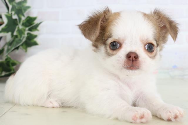 広島県のチワワ(ロング) (Coo&RIKU広島北店/2026年1月10日生まれ/女の子/ホワイトフォーン)の子犬の2枚目の画像