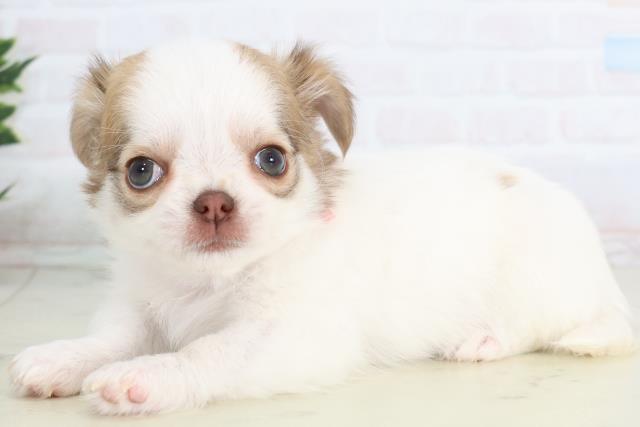 広島県のチワワ(ロング) (Coo&RIKU広島北店/2026年1月10日生まれ/女の子/ホワイトフォーン)の子犬の3枚目の画像