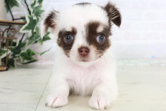 愛媛県のチワワ(ロング) (Coo&RIKUイオンタウン川之江店/2026年1月10日生まれ/女の子/ホワイトチョコレートタン)の子犬の1枚目の画像