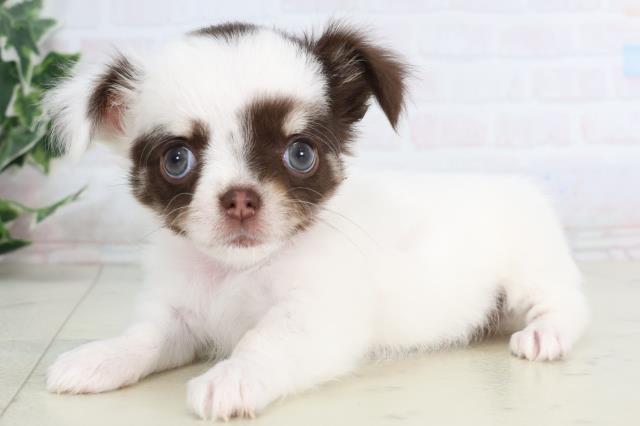 愛媛県のチワワ(ロング) (Coo&RIKUイオンタウン川之江店/2026年1月10日生まれ/女の子/ホワイトチョコレートタン)の子犬の3枚目の画像