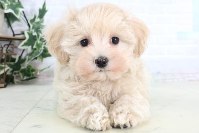 岡山県のマルプー(マルチーズ×プードル) (Coo&RIKU岡山店/2026年1月10日生まれ/男の子/クリーム)の子犬の1枚目の画像
