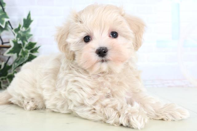 岡山県のマルプー(マルチーズ×プードル) (Coo&RIKU岡山店/2026年1月10日生まれ/男の子/クリーム)の子犬の2枚目の画像