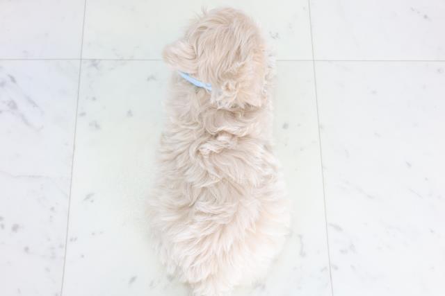 岡山県のマルプー(マルチーズ×プードル) (Coo&RIKU岡山店/2026年1月10日生まれ/男の子/クリーム)の子犬の4枚目の画像