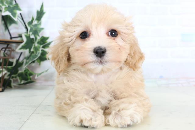 島根県のマルプー(マルチーズ×プードル) (Coo&RIKU出雲店/2026年1月10日生まれ/女の子/クリーム)の子犬の1枚目の画像