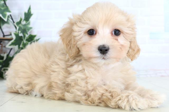 島根県のマルプー(マルチーズ×プードル) (Coo&RIKU出雲店/2026年1月10日生まれ/女の子/クリーム)の子犬の2枚目の画像