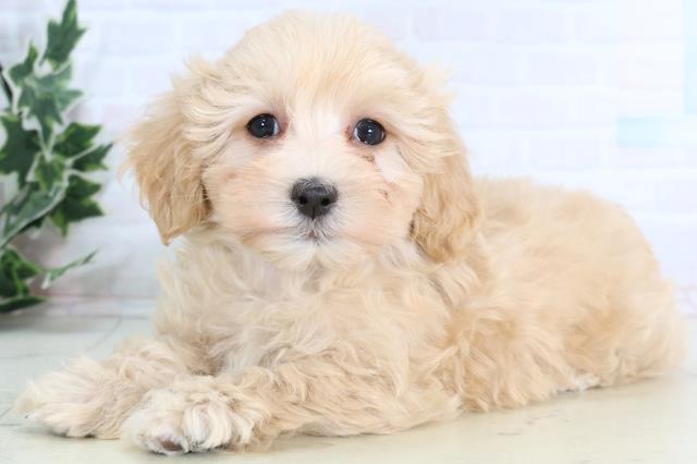 島根県のマルプー(マルチーズ×プードル) (Coo&RIKU出雲店/2026年1月10日生まれ/女の子/クリーム)の子犬の3枚目の画像