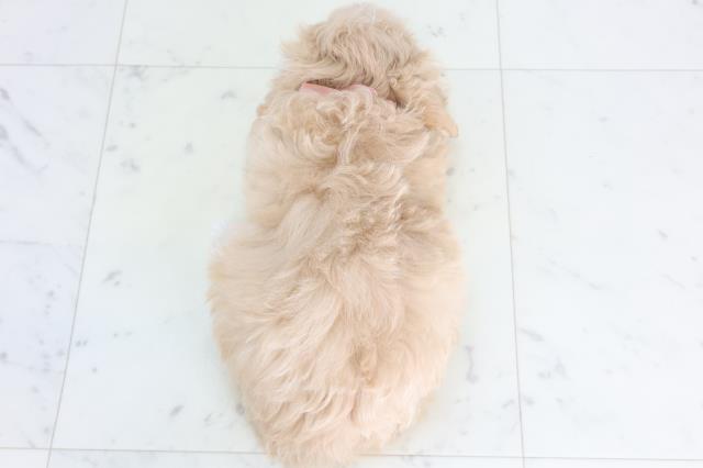 島根県のマルプー(マルチーズ×プードル) (Coo&RIKU出雲店/2026年1月10日生まれ/女の子/クリーム)の子犬の4枚目の画像