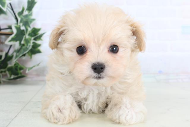 広島県のマルプー(マルチーズ×プードル) (Coo&RIKUゆめタウン大竹店/2026年1月10日生まれ/女の子/クリーム)の子犬
