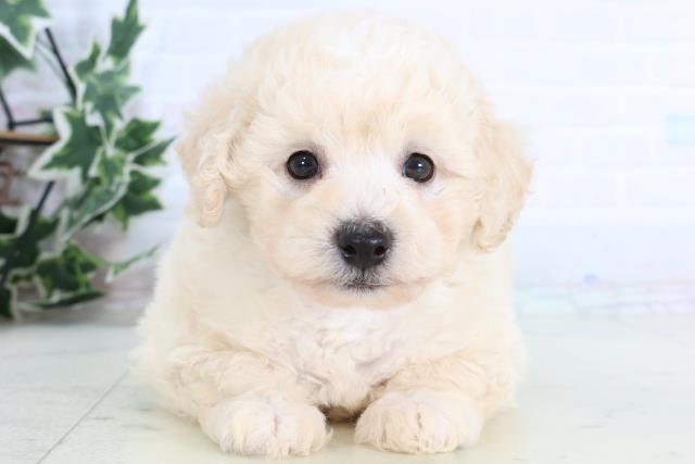 広島県のポメプー(ポメラニアン×プードル) (Coo&RIKU福山店/2026年1月10日生まれ/男の子/クリーム)の子犬