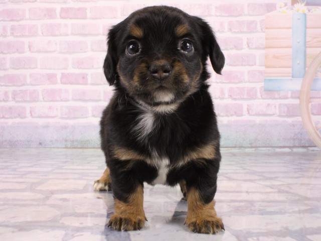 滋賀県のチワックス(チワワ×ダックス) (Coo&RIKU滋賀草津店/2026年1月7日生まれ/女の子/ブラックタン)の子犬