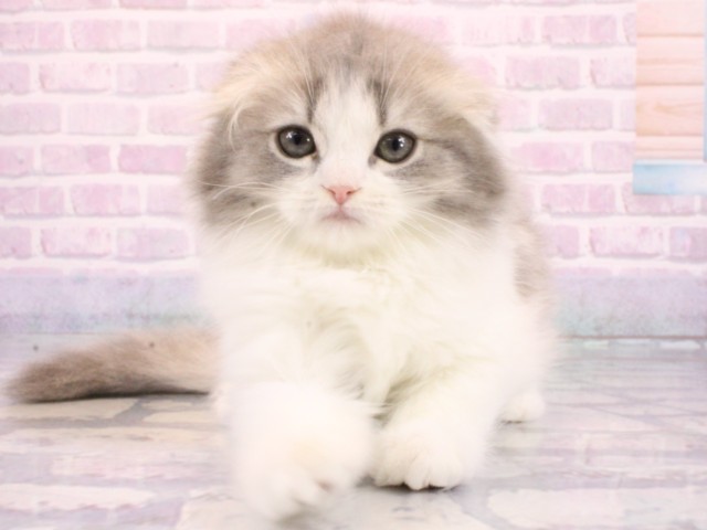 京都府のスコティッシュフォールド (Coo&RIKU京都河原町店/2026年1月3日生まれ/女の子/ブルータビーホワイト)の子猫