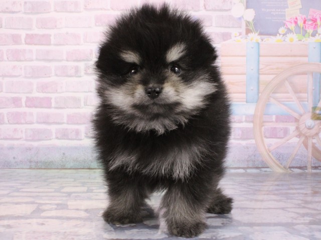 滋賀県のポメラニアン (Coo&RIKU滋賀草津店/2026年1月11日生まれ/男の子/ブラックタン)の子犬
