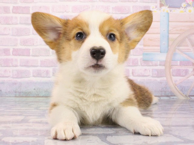 滋賀県のウェルシュコーギーペンブローク (Coo&RIKUアヤハディオ水口店/2026年1月9日生まれ/男の子/レッドホワイト)の子犬