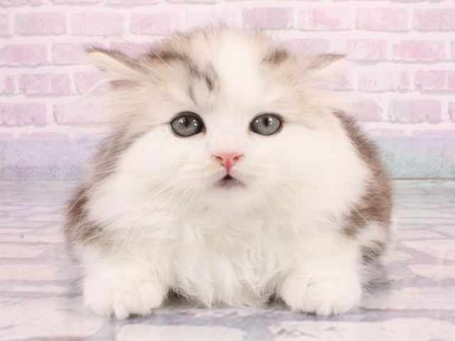 大阪府のマンチカン (Coo&RIKU茶屋町店/2026年1月7日生まれ/男の子/シルバータビーホワイト)の子猫の1枚目の画像