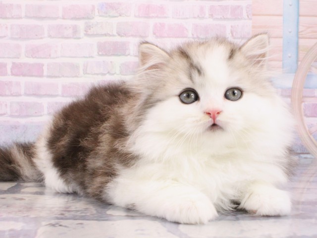 大阪府のマンチカン (Coo&RIKU茶屋町店/2026年1月7日生まれ/男の子/シルバータビーホワイト)の子猫の2枚目の画像