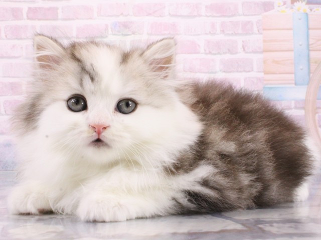 大阪府のマンチカン (Coo&RIKU茶屋町店/2026年1月7日生まれ/男の子/シルバータビーホワイト)の子猫の3枚目の画像