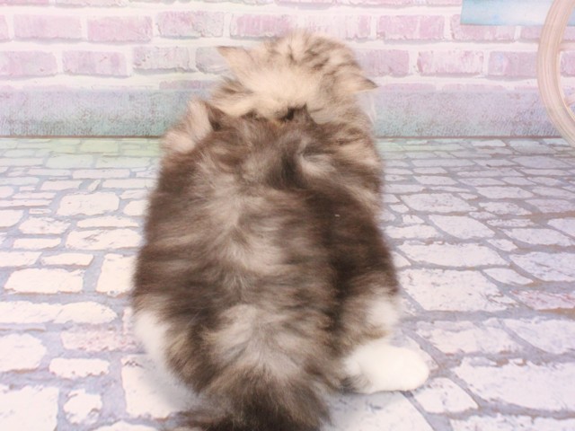 大阪府のマンチカン (Coo&RIKU茶屋町店/2026年1月7日生まれ/男の子/シルバータビーホワイト)の子猫の4枚目の画像