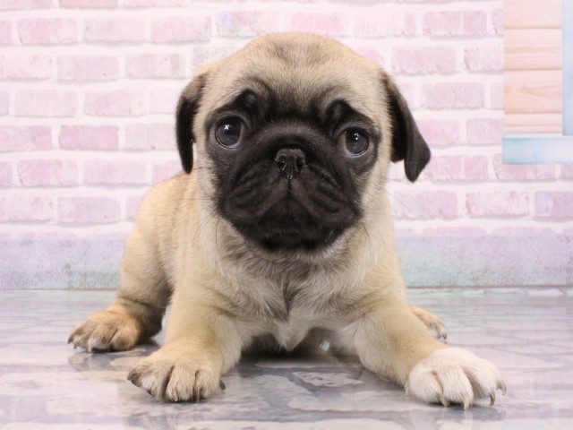 滋賀県のパグ (Coo&RIKU滋賀草津店/2026年1月10日生まれ/女の子/フォーン)の子犬