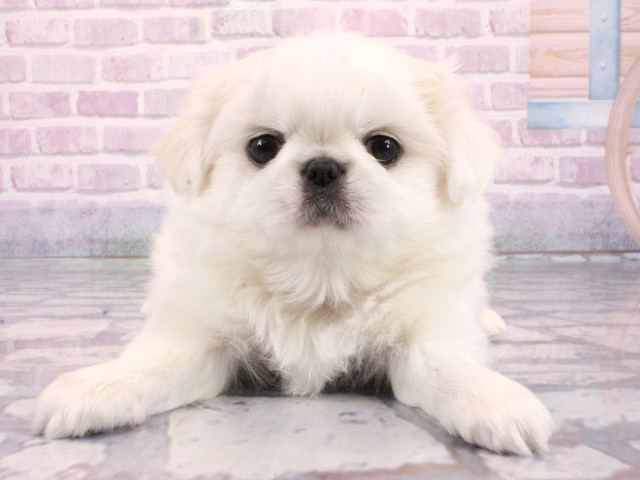 大阪府のチワペキ/ペキチー/ペキチワ(チワワ×ペキニーズ) (Coo&RIKU天王寺店/2026年1月11日生まれ/男の子/ホワイト)の子犬