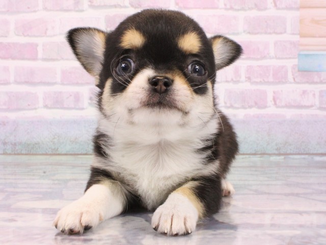 大阪府のチワワ(スムース) (Coo&RIKU梅田店/2026年1月11日生まれ/男の子/ブラックタンホワイト)の子犬の1枚目の画像