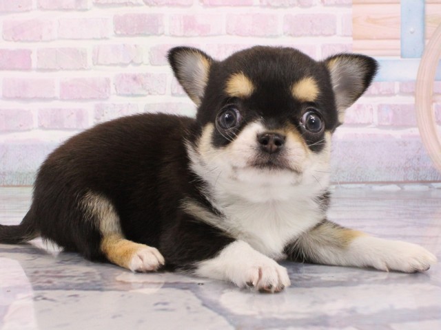 大阪府のチワワ(スムース) (Coo&RIKU梅田店/2026年1月11日生まれ/男の子/ブラックタンホワイト)の子犬の2枚目の画像