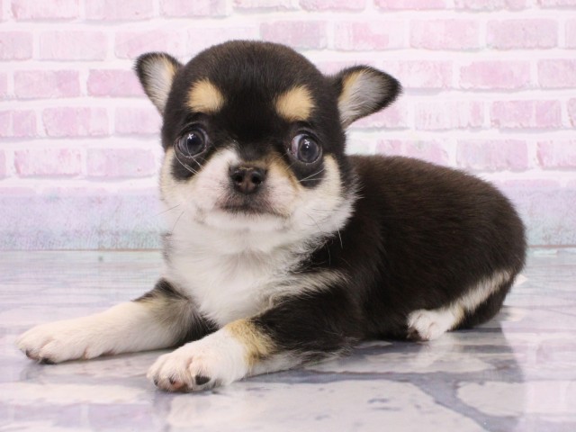 大阪府のチワワ(スムース) (Coo&RIKU梅田店/2026年1月11日生まれ/男の子/ブラックタンホワイト)の子犬の3枚目の画像