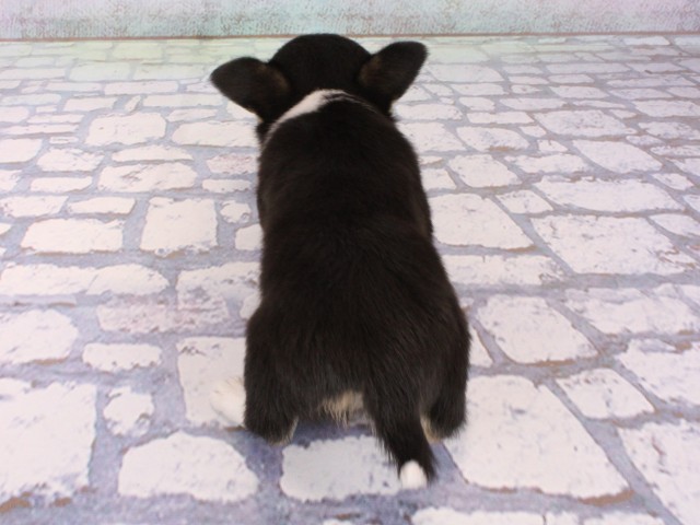 大阪府のチワワ(スムース) (Coo&RIKU梅田店/2026年1月11日生まれ/男の子/ブラックタンホワイト)の子犬の4枚目の画像