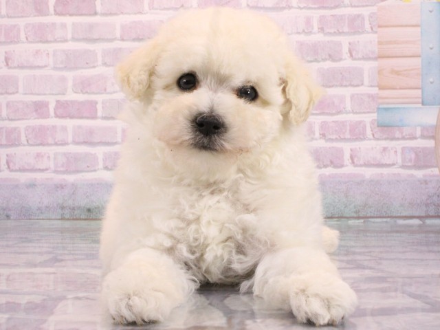 トイ・プードル