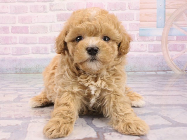 滋賀県のマルプー(マルチーズ×プードル) (Coo&RIKU滋賀草津店/2026年1月10日生まれ/男の子/アプリコット)の子犬