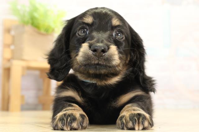 ミニチュア・ダックスフンド