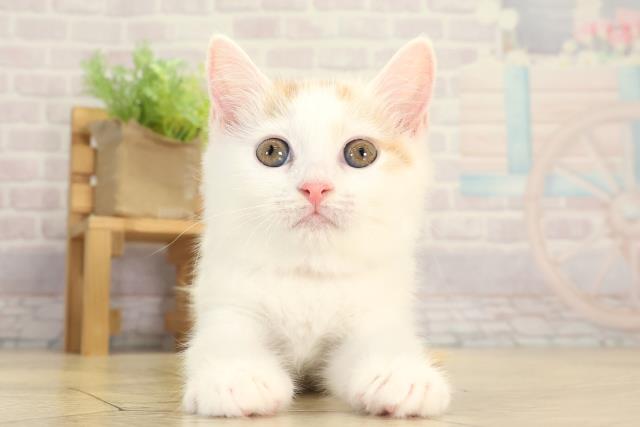 愛知県のマンチカン (Coo&RIKU岡崎店/2026年1月7日生まれ/女の子/レッドタビーホワイトバン)の子猫の1枚目の画像