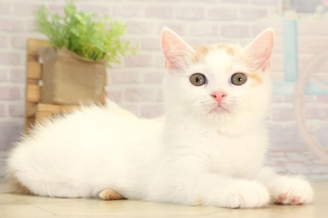 愛知県のマンチカン (Coo&RIKU岡崎店/2026年1月7日生まれ/女の子/レッドタビーホワイトバン)の子猫の2枚目の画像