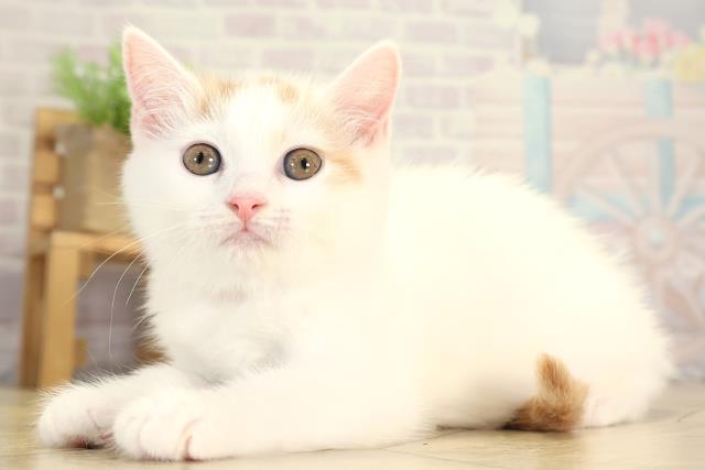 愛知県のマンチカン (Coo&RIKU岡崎店/2026年1月7日生まれ/女の子/レッドタビーホワイトバン)の子猫の3枚目の画像