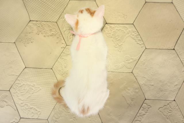 愛知県のマンチカン (Coo&RIKU岡崎店/2026年1月7日生まれ/女の子/レッドタビーホワイトバン)の子猫の4枚目の画像