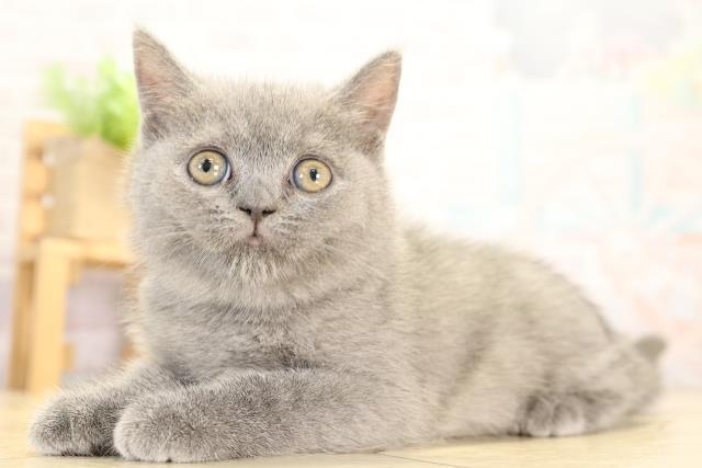 愛知県のブリティッシュショートヘアー (Coo&RIKU名古屋中川店/2026年1月3日生まれ/女の子/ブルー)の子猫の3枚目の画像