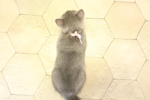 愛知県のブリティッシュショートヘアー (Coo&RIKU名古屋中川店/2026年1月3日生まれ/女の子/ブルー)の子猫の4枚目の画像