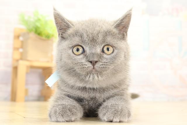愛知県のブリティッシュショートヘアー (Coo&RIKU豊橋店/2026年1月3日生まれ/男の子/ブルー)の子猫の1枚目の画像