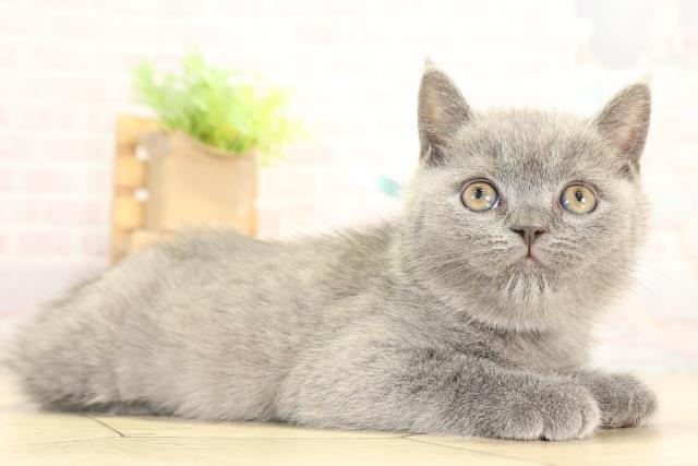 愛知県のブリティッシュショートヘアー (Coo&RIKU豊橋店/2026年1月3日生まれ/男の子/ブルー)の子猫の2枚目の画像