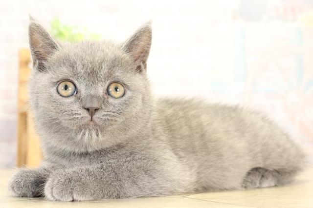 愛知県のブリティッシュショートヘアー (Coo&RIKU豊橋店/2026年1月3日生まれ/男の子/ブルー)の子猫の3枚目の画像