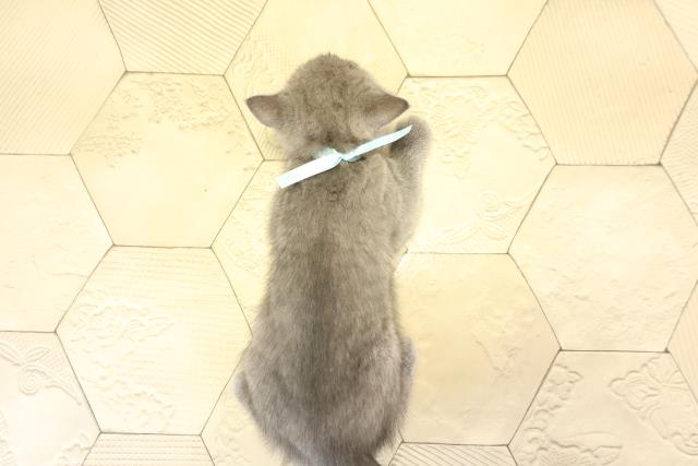 愛知県のブリティッシュショートヘアー (Coo&RIKU豊橋店/2026年1月3日生まれ/男の子/ブルー)の子猫の4枚目の画像