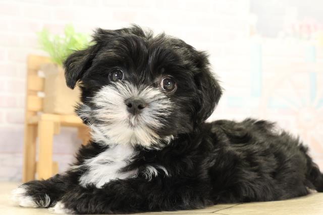 愛知県のハーフ犬・ミックス犬 (Coo&RIKU名古屋中川店/2026年1月8日生まれ/女の子/ブラックホワイト)の子犬の3枚目の画像