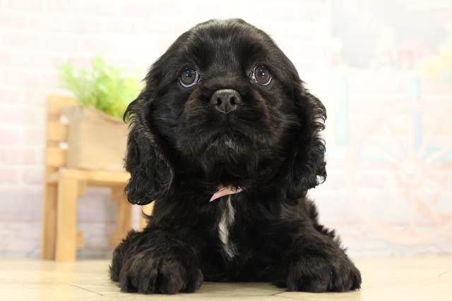 アメリカン・コッカースパニエル