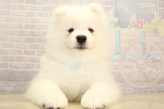 愛知県のサモエド (Coo&RIKU岡崎店/2026年1月5日生まれ/男の子/ホワイト)の子犬の1枚目の画像