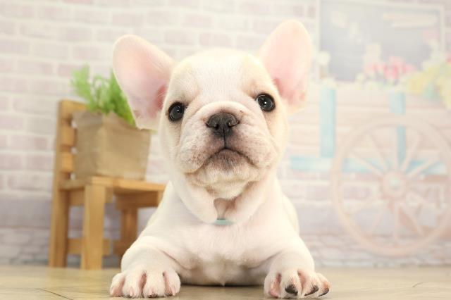 フレンチブルドッグ